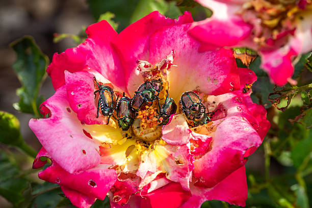 istockphoto 2235736338 612x612