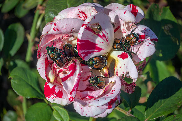 istockphoto 2236568682 612x612