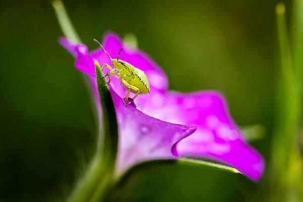 a green shield bug an top of a purple flower, blurred background, bokeh